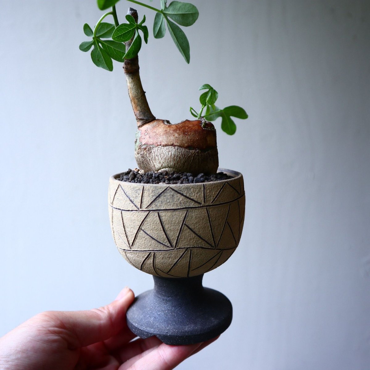 アデニア グラウカ Adenia glauca no.71439 | 芽の巣山