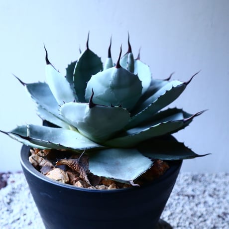 アガベ  パリートランカータ Agave parryi var. truncata   no.121526