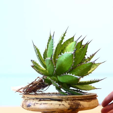 Agave horrida / Style of Chika   no.1015/62