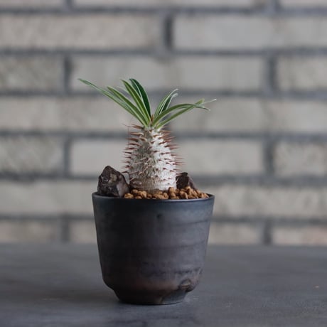 Pachypodium gracilius × Kazuhiro Arima / humanity pot (2.5号)  no.817-51