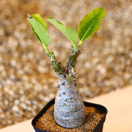 パキポディウム ウィンゾリー / Pachypodium baronii var. windsorii    no.41614