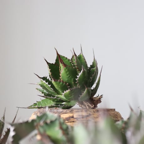 Agave horrida / Style of Chika　no.42155