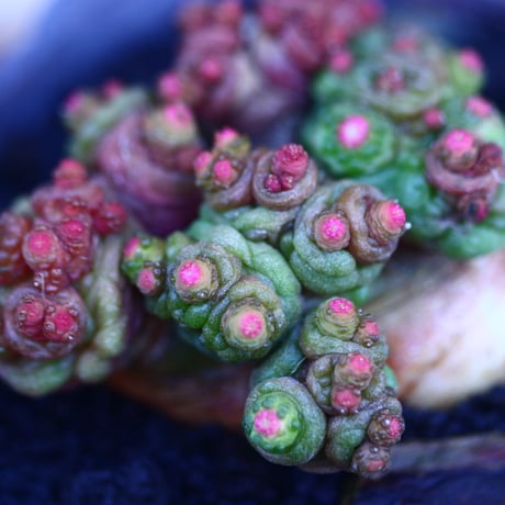 マミラリア ボカサナフレッド   Mammillaria bocasana cv. Fred     no.32127