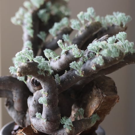 Monsonia multifida × N/OH  no.905-19