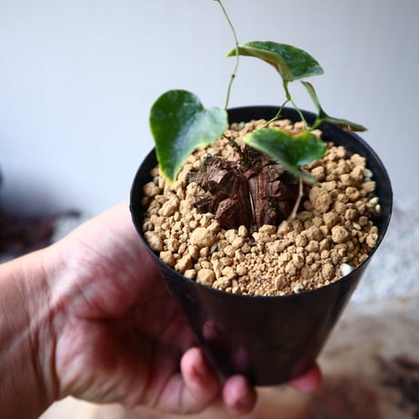 ディオスコレア   亀甲竜    Dioscorea elephantipe  no.1118-2