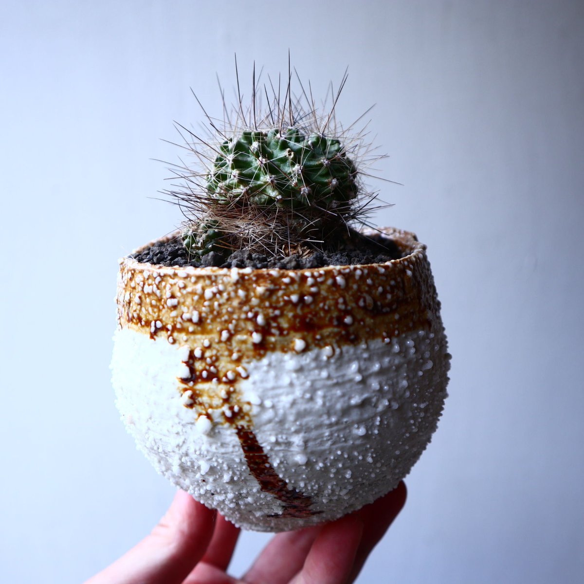 コピアポア フミリス Copiapoa Humilis no.22322 | 芽の巣山