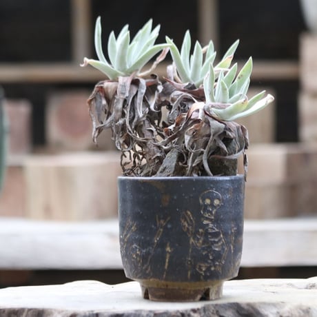 ダドレア クサンチ／ Dudleya xantii  no.111378