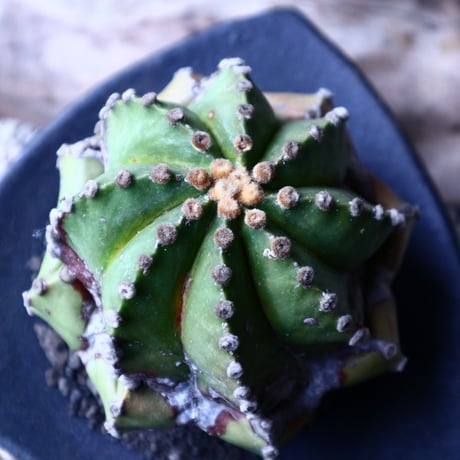 アストロフィツム　瑠璃兜     Astrophytum asterias v. nudum   no.22307