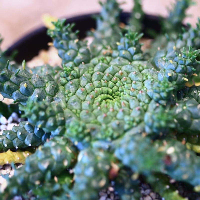 ユーフォルビア　ゴルゴニス　発根済み 植物×鉢】ユーフォルビア ゴルゴニス | A-PLANTS|塊根植物販売