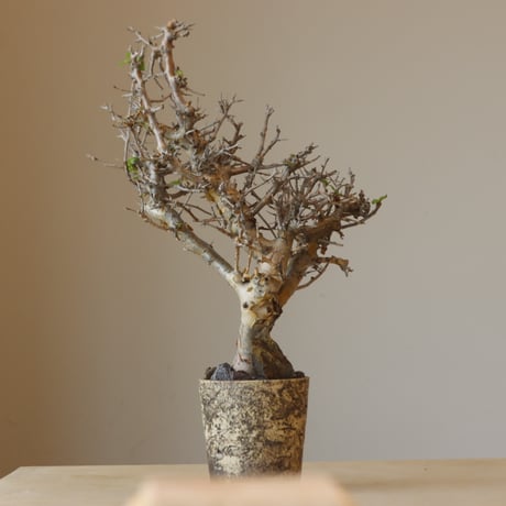 Commiphora wightii × takero pot (3号鉢)  no.412-2