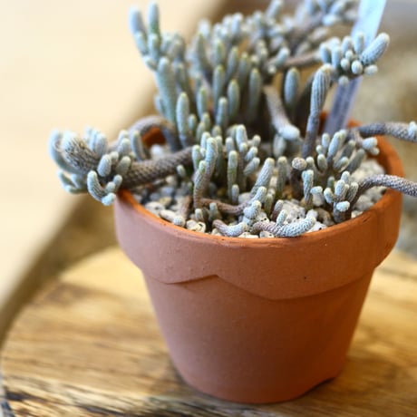 YAMABACHI × Turbinicarpus minima   no.102278