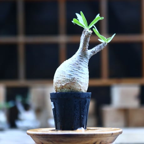 パキポディウム  グラキリス ／Pachypodium  gracilius     no.101730
