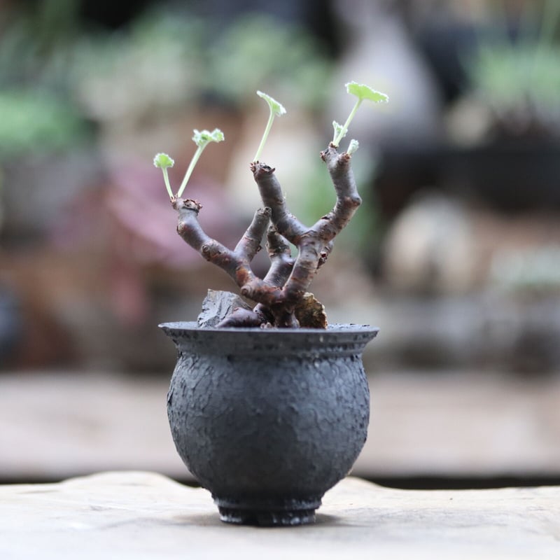 ペラルゴニム ミラビレ／Pelargonium mirabile no.103028 | 芽の巣山