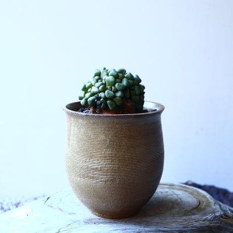 アロイノプシス  スクーネーシー   Aloinopsis schooneesii   no.21635