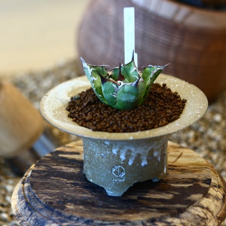 blue ページ　パキポディウム2点 Amazon｜ITANSE パキポディウム グラキリス 2号鉢 1個売り