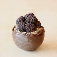 Eriosyce occulta / 雷頭玉 × takero pot (4号)  no.125/22