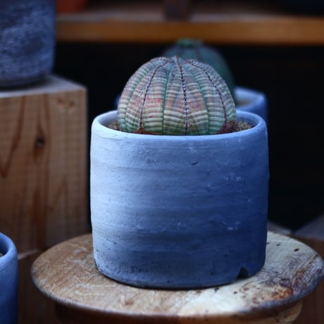 ユーフォルビア  オベサ／Euphorbia obesa    no.13012