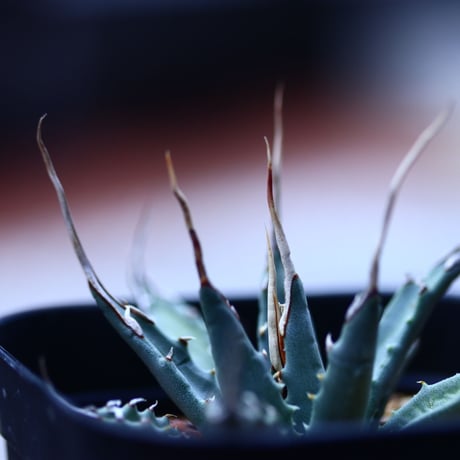 アガベ  ユタエンシス    エボリスピナ  Agave uthaensis var. eborispina  no120612