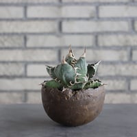 Agave titanota personal collection × takero pot (4.5号)  no.621/34
