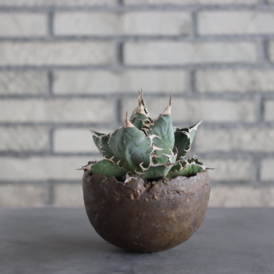 6a369dfd6d097bd2497ffda2
