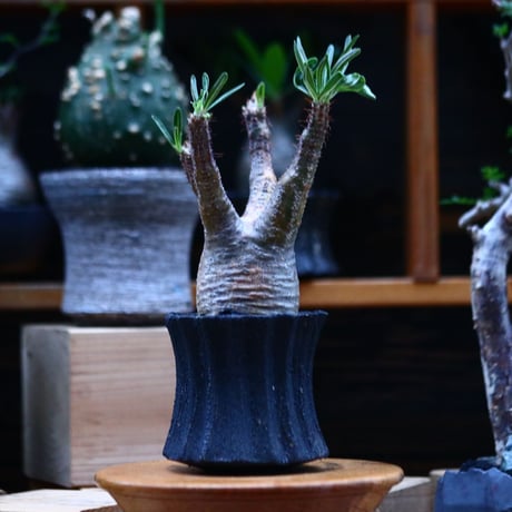 パキポディウム  グラキリス／Pachypodium  gracilius     no.100325