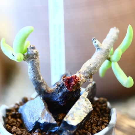 Tylecodon  buchholzianus × N/OH    no.12105
