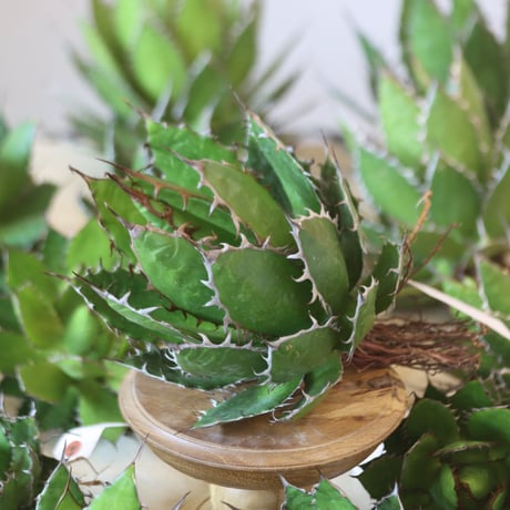 U.S. horrida (Agave horrida) / Style of Chika　no.1215-74