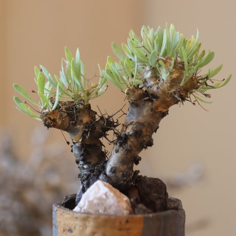 Othonna euphorbioides (黒鬼城) × N/OH   no.117-24