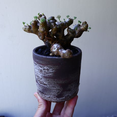 サルコカウロン  ムルチフィズム  Sarcocaulon multifidum  no.60229