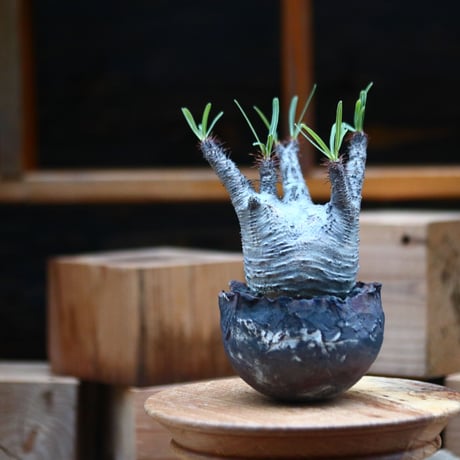 パキポディウム  グラキリス ／Pachypodium  gracilius     no.102464