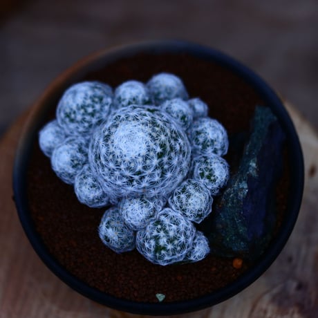 マミラリア 姫春星／Mammillaria humboldtii v.    no.10951