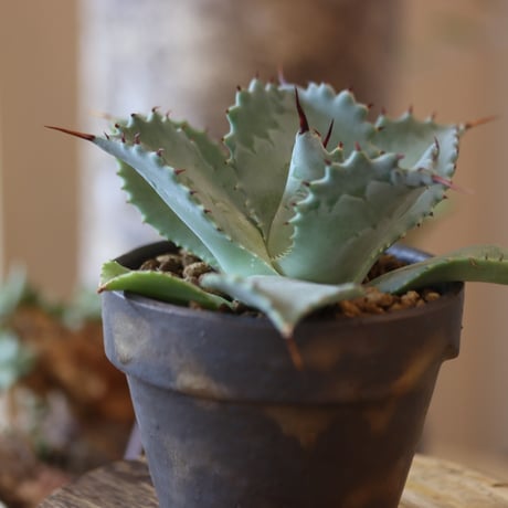 Agave hyb. potatorum × Isthmensis × YAMABACHI var. takero pot   no.82510
