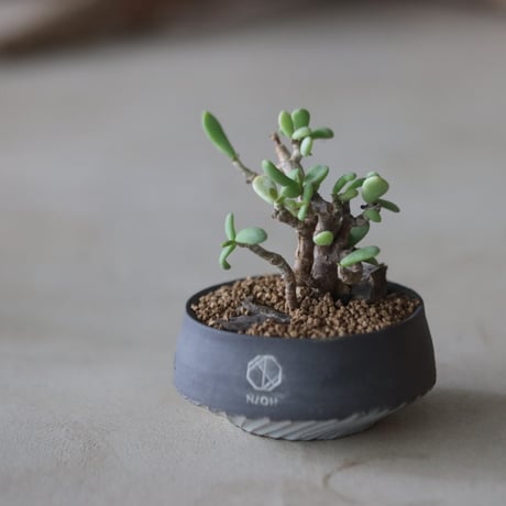 Ceraria pygmaea (挿し木) × N/OH  no.63039