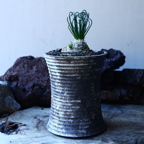 アルブカ　スピラリス　フリズルシズル　Albuca spiralis ‘Frizzle Sizzle’   no.30119
