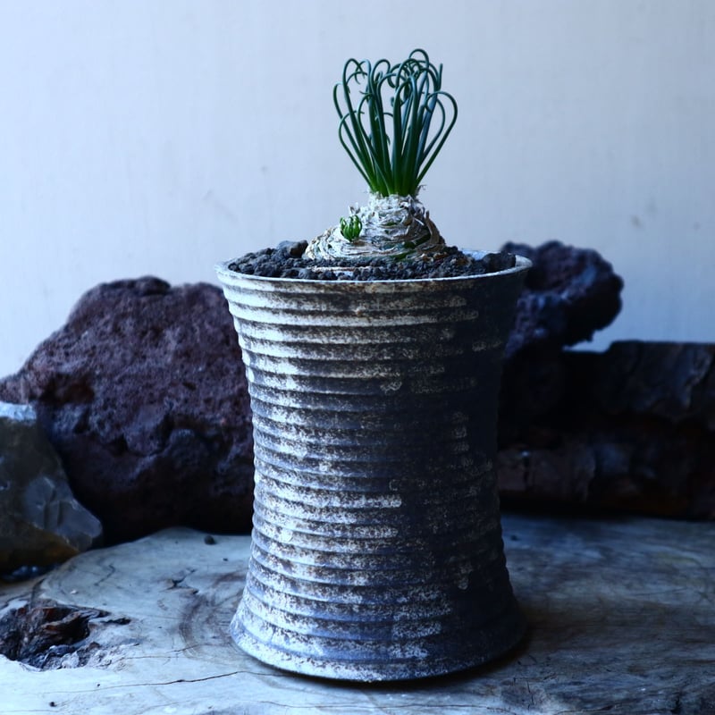 アルブカ スピラリス フリズルシズル Albuca spiralis 'Frizzle Siz