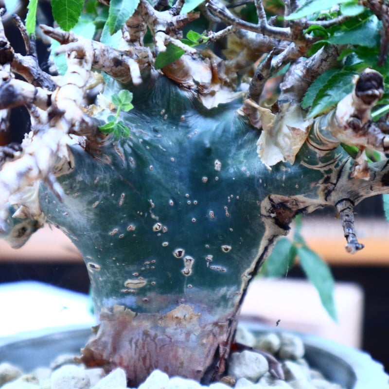 コミフォラ エミニー ／Commiphora eminii no.72502 | 芽の巣山