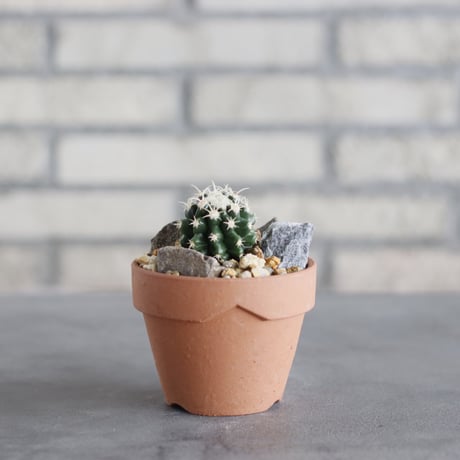 Echinocactus 短刺金鯱 × YAMABACHI (3号鉢)  no.621/51