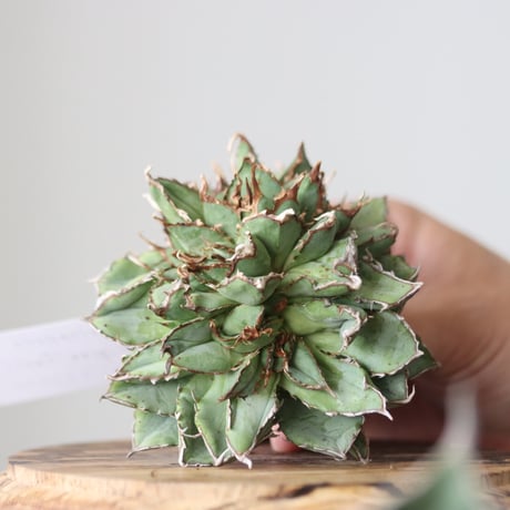 Agave titanota filigree Devil/ Style of Chika　no.42133