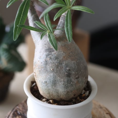 Pachypodium gracilius × たけろうポット   no.51953