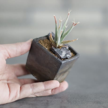 Leuchtenbergia principis × takero pot (2号)  no.907-62