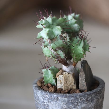 Euphorbia horrida f. monstruosa × たけろうポット 　no.63025