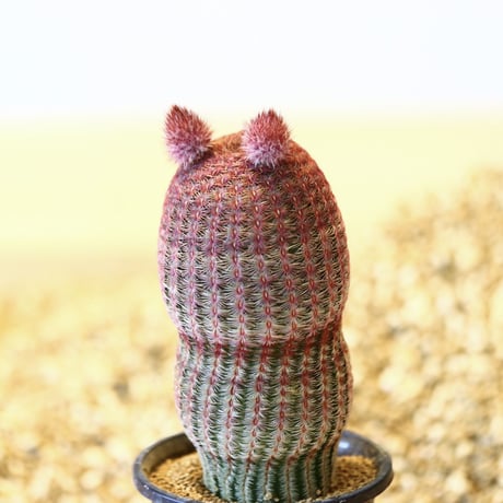 エキノセレウス ルブリスピヌス  紫太陽 / Echinocereus rigidissimus var. rubrispinus    no.43007