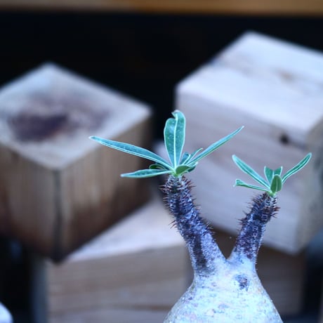 パキポディウム  グラキリス ／Pachypodium  gracilius     no.103151
