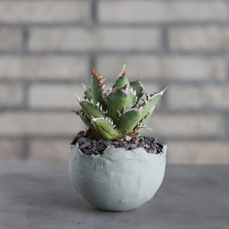 Agave titanota"Red Catweezle” × TAKERO NO TORUKO (3.5号)  no.419/108