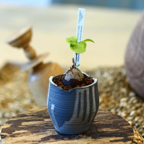 N/OH × Dioscorea elephantipe    no.41465