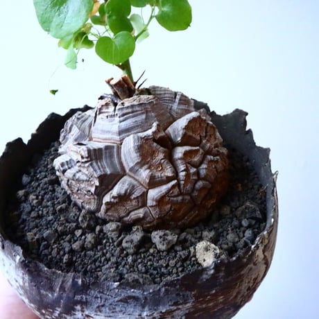 ディオスコレア   亀甲竜    Dioscorea elephantipe  No.023