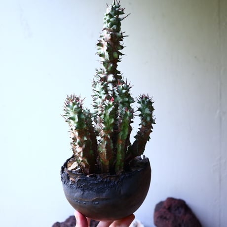 ユーフォルビア   ホリダ モンスト    Euphorbia horrida f. monstruosa   no.008