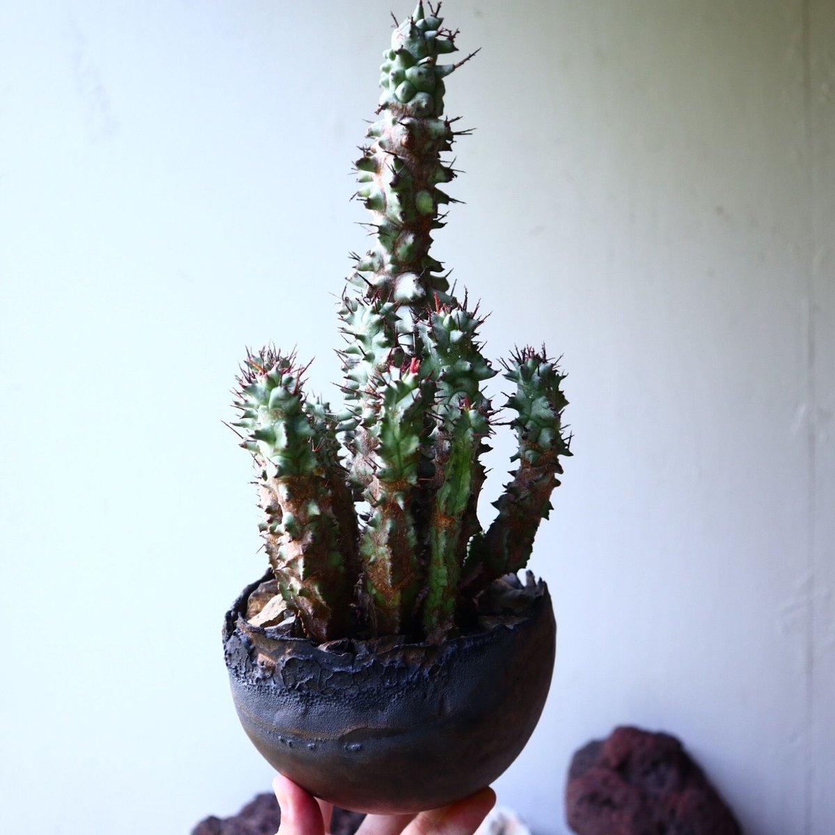 ユーフォルビア・ホリダ　Euphorbia horrida ユーフォルビア ホリダ モンスト Euphorbia horrida f. mons
