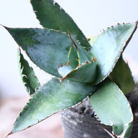 アガベ   ホワイトアイスブルー   仔株 Agave  titanota white ice blue  pups.  no.90806