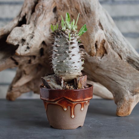 Pachypodium 恵比寿大黒 (cyumasa) × YAMABACHI var. P＆A (3号)  no.622-3